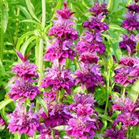 Monarda Plant - Panorama