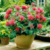 Monarda Plant - Pink Supreme