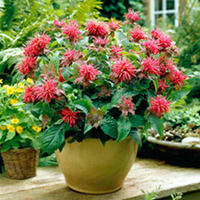 Monarda Plant - Pink Supreme