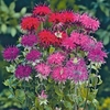 Monarda Seeds - Panorama Mixed