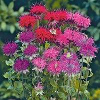 Monarda Seeds - Panorama Mixed