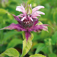 Monardo Plant - Beauty of Cobham