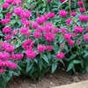 Monardy Balmy Rose Plants