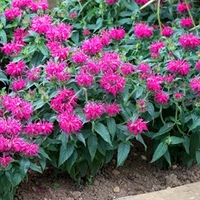Monardy Balmy Rose Plants