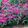 Monardy Balmy Rose Plants