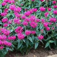 Monardy Balmy Rose Plants