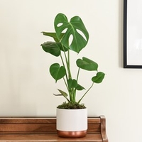 Monstera Deliciosa (Swiss Cheese Plant)