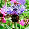 Mountain Cornflower Seeds - Montana