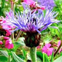 Mountain Cornflower Seeds - Montana
