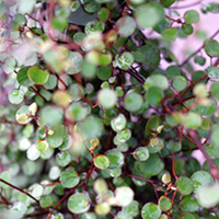 Muehlenbeckia Plant - Complexa