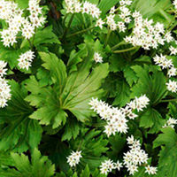 Mukdenia Plant - Crimson Fans