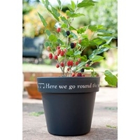 Mulberry Bush - Charlotte Russe