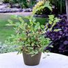 Mulberry Bush Charlotte Russe - SPECIAL OFFER
