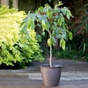 Mulberry Dwarf Bush - Charlotte Russe Standard
