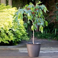 Mulberry Dwarf Bush - Charlotte Russe Standard