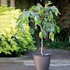 Mulberry Dwarf Bush - Charlotte Russe Standard (Mojo Berry)