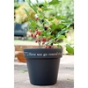 Mulberry Plant - Charlotte Russe Standard + FREE Pot