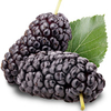 Mulberry Plant - Chelsea