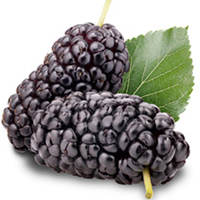 Mulberry Plant - Chelsea
