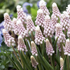 Muscari Bulbs - Pink Sunrise