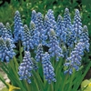 Muscari Bulbs - Armeniacum