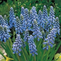 Muscari Bulbs - Armeniacum