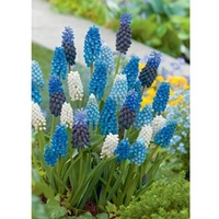 Muscari Bulbs - Blue & White Mix
