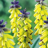 Muscari Bulbs - Golden Fragrance