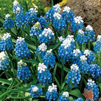 Muscari Bulbs - Mount Hood