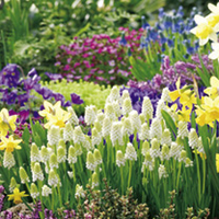 Muscari Bulbs - White Magic