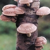 Mushroom - Shiitake Mushrooms