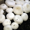Mushroom Grain Spawn - Button