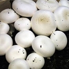 Mushroom Grain Spawn - Button