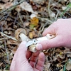 Mushroom Knife