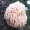 Mushroom Plugs - Lion