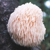 Mushroom Plugs - Lion