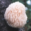 Mushroom Plugs - Lion