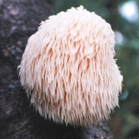 Mushroom Plugs - Lion
