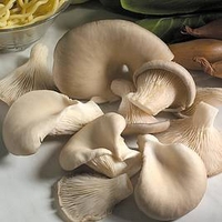 Mushroom Plugs - Oyster Mushrooms - 30 Spawn Plugs