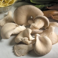 Mushroom Plugs - Oyster Mushrooms