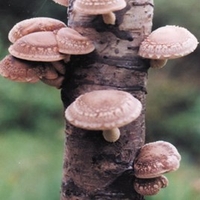 Mushroom Plugs - Shiitake Mushrooms