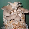 Mushroom Straw Kits - Oyster Mushroom