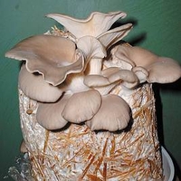 Mushroom Straw Kits - Oyster Mushroom