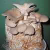 Mushroom Straw Kits - Oyster Mushrooms