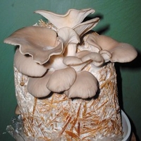 Mushroom Straw Kits - Oyster Mushrooms