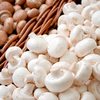 Mushroom Windowsill Kit - Twin Pack