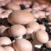 Mushroom Windowsill Kit Twin Pack