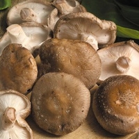 Mushrooms Plugs - Twin Pack