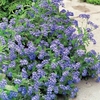 Myosotis Plants - Sylva Blue