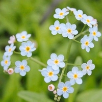 Myosotis scorpioides Plant
